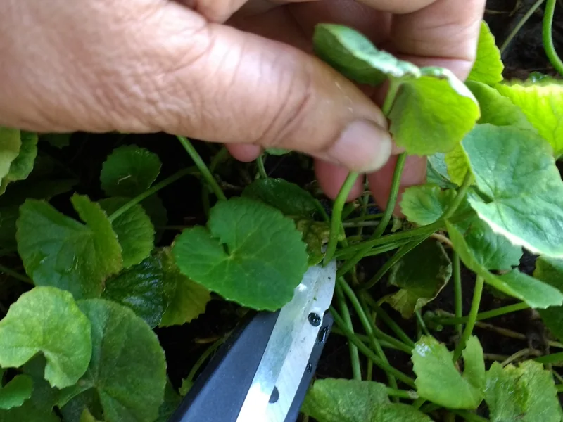 cutting ekpani leaves