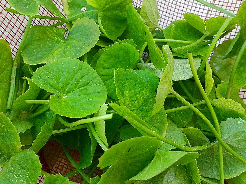 ekpani leaves harvested