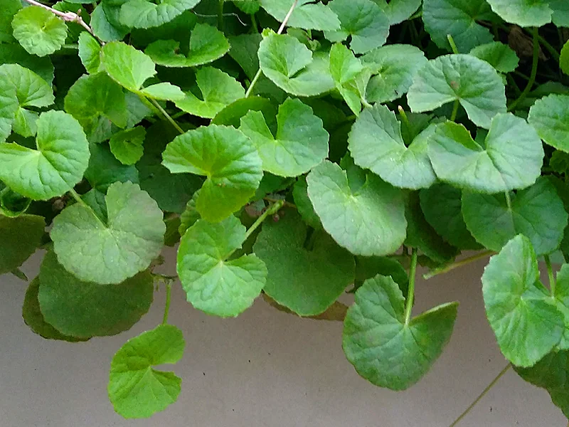 ekpani centella leaves