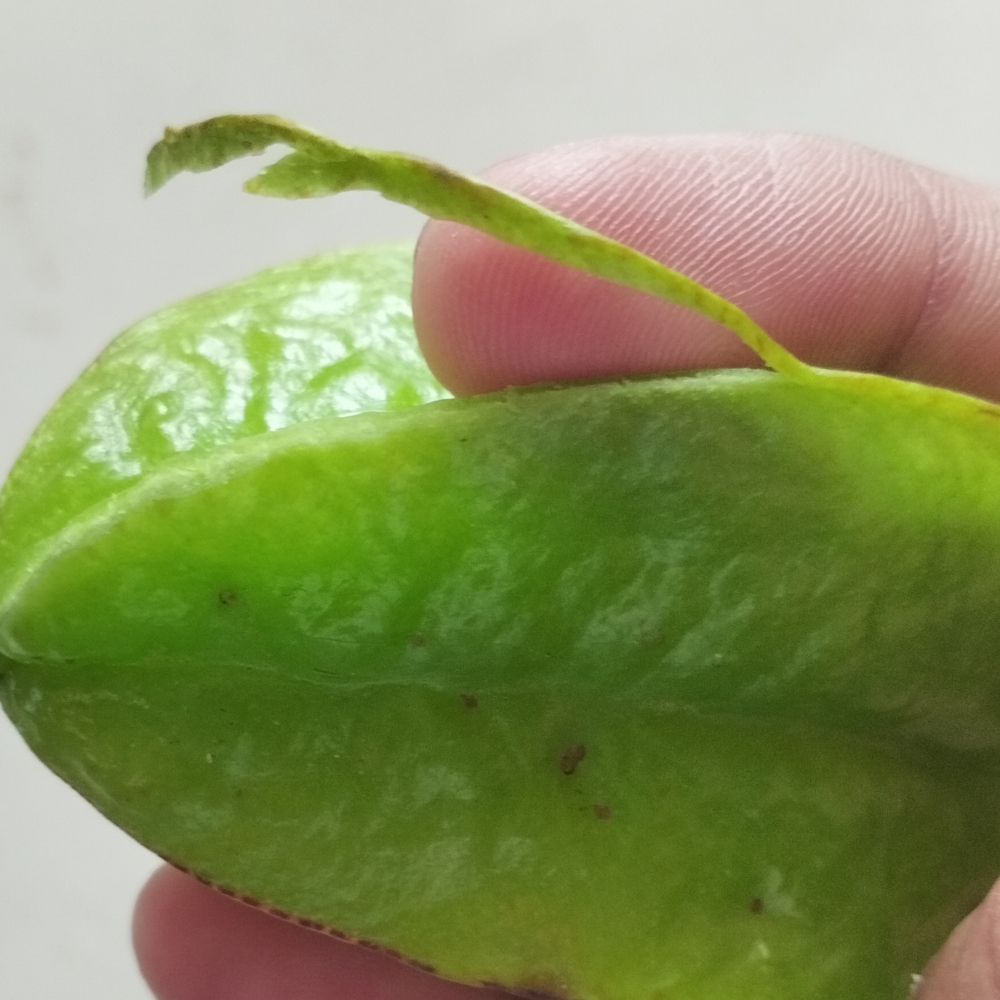 Ridges of the star fruit